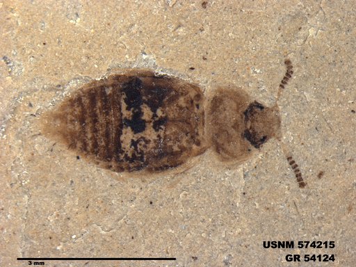 Insecta