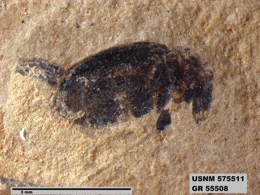 Insecta