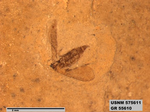 Insecta