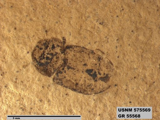 Insecta