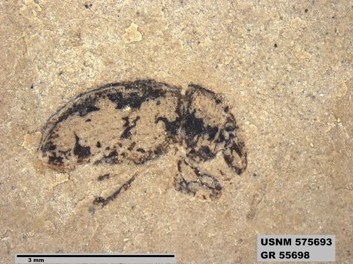 Insecta