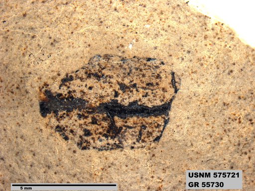 Insecta