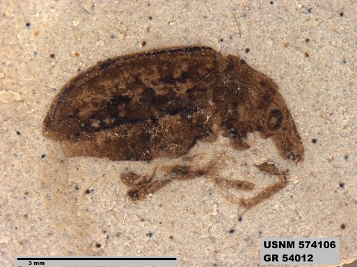 Insecta