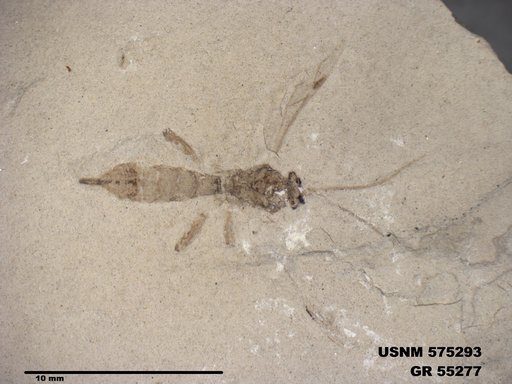 Insecta