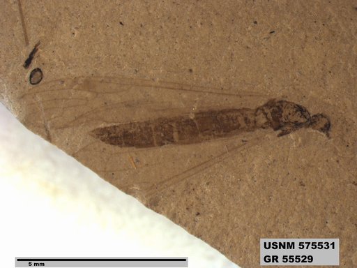Insecta