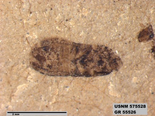 Insecta