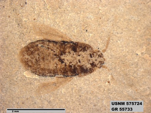 Insecta