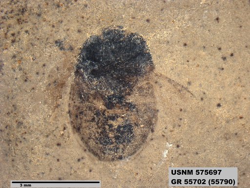Genus sp