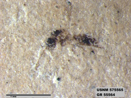 Insecta