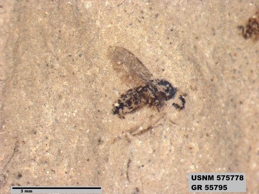 Insecta