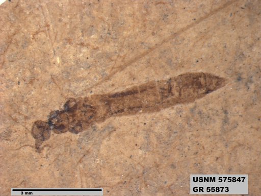 Insecta