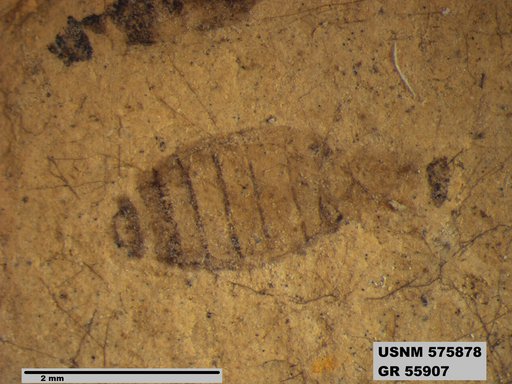 Insecta