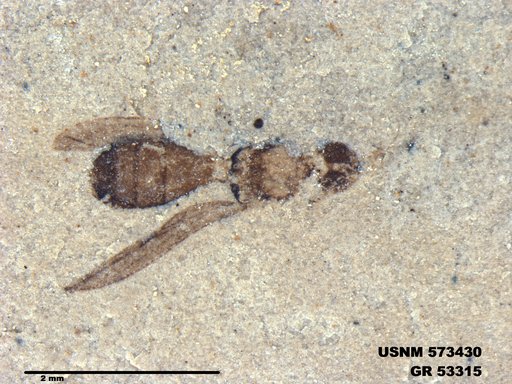 Insecta