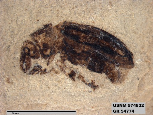 Insecta