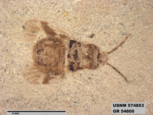Genus sp