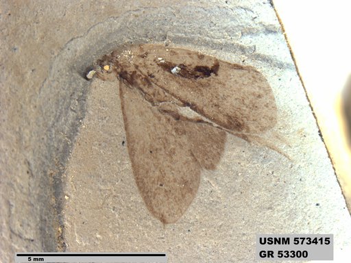 Insecta
