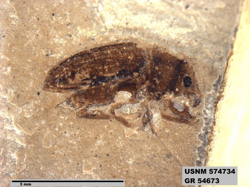 Genus sp