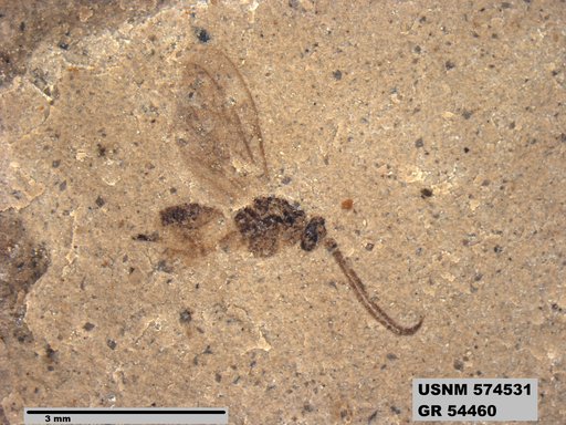 Insecta