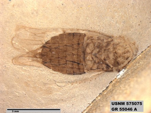 Genus sp