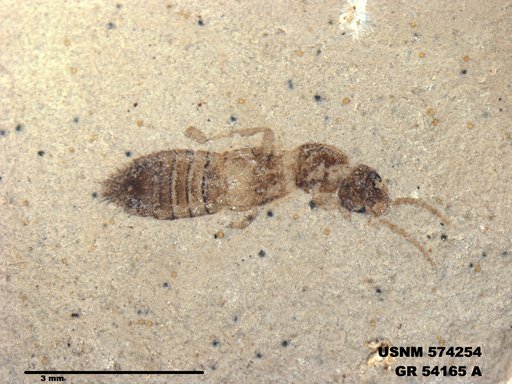Genus sp