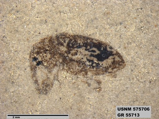 Insecta