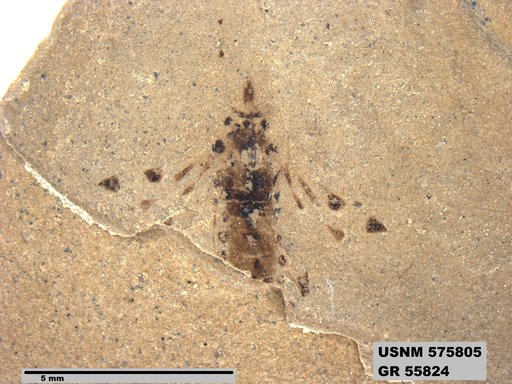 Genus sp