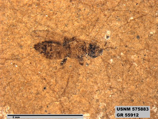 Insecta