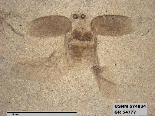 Insecta