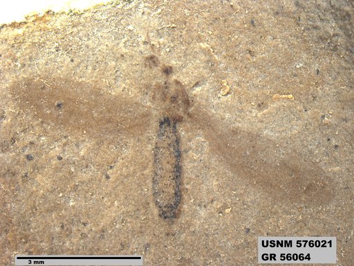 Insecta