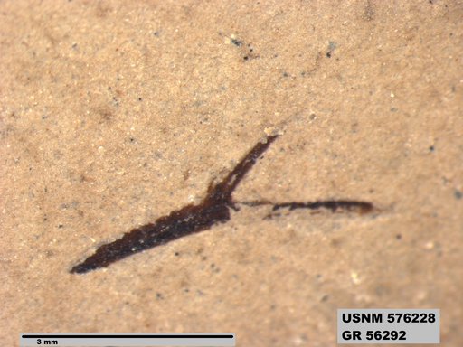 Insecta