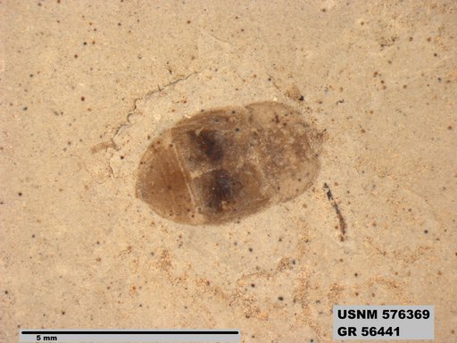 Insecta