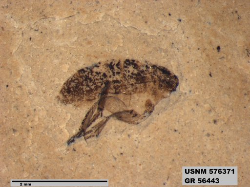 Insecta