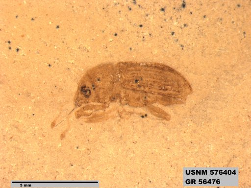 Genus sp