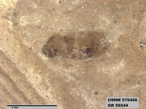 Insecta
