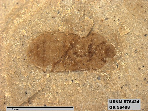 Genus sp