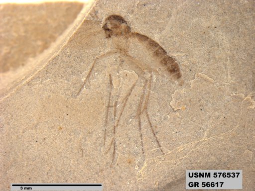 Insecta
