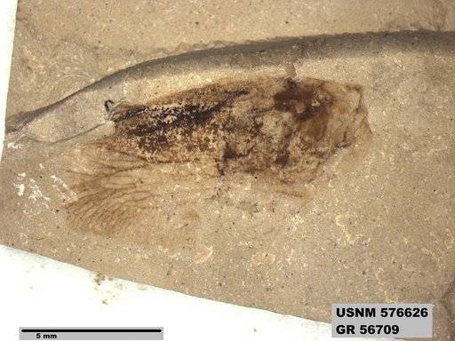 Genus sp