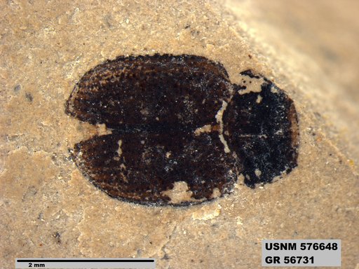 Insecta