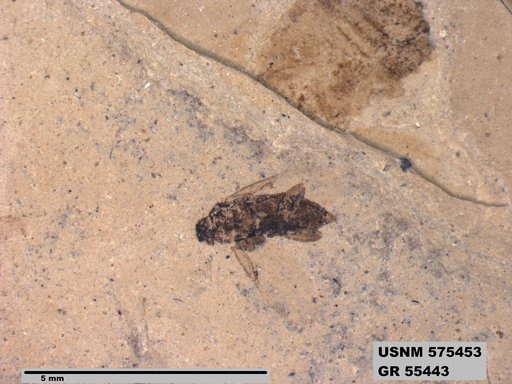 Insecta