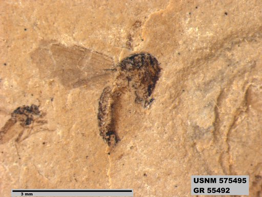 Insecta