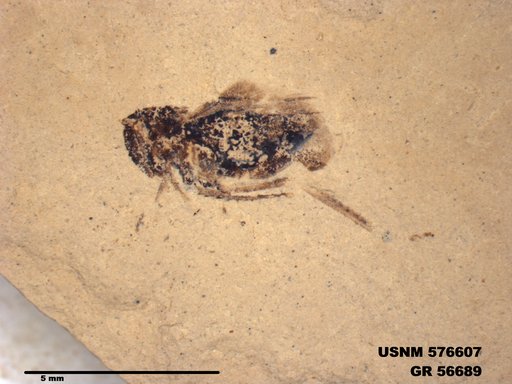 Insecta