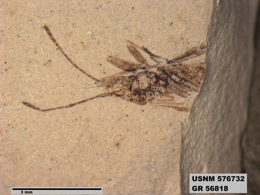 Genus sp