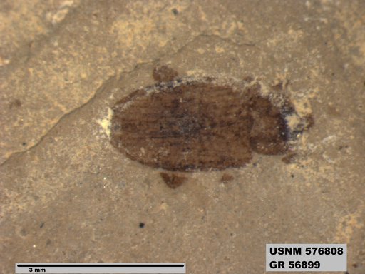 Insecta