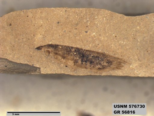 Insecta