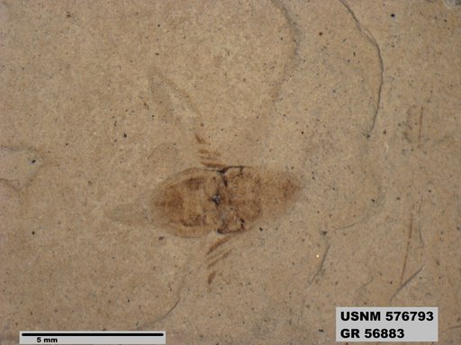 Genus sp