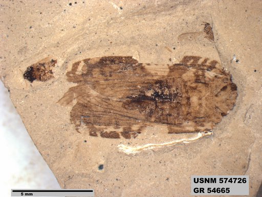 Genus sp