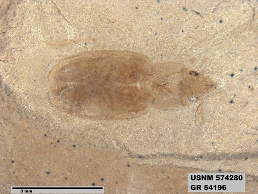 Insecta