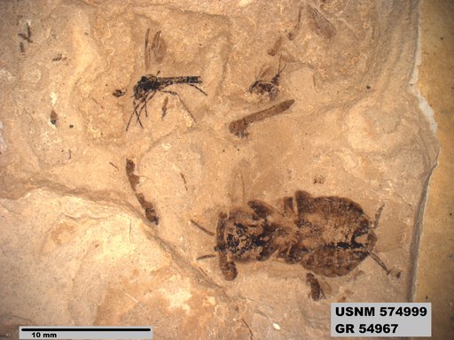 Genus sp