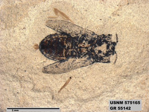 Insecta