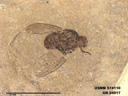 Insecta